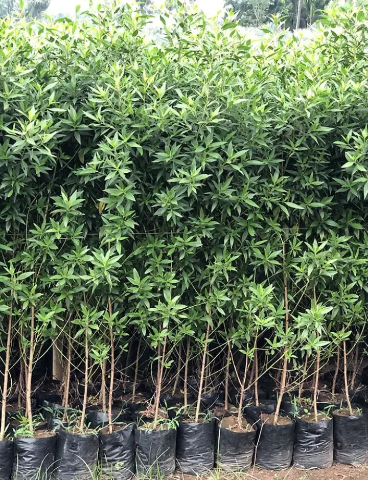 Conocarpus 1